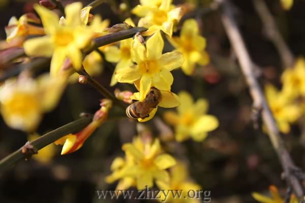 迎春花